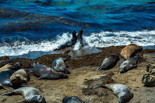Elephant Seals, Beach, Piedras Blancas, California | thecozyapron.com