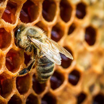 Honey bee at work on its comb | thecozyapron.com