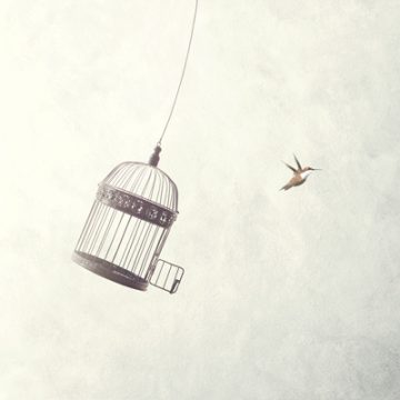 Little bird flying away from cage | thecozyapron.com